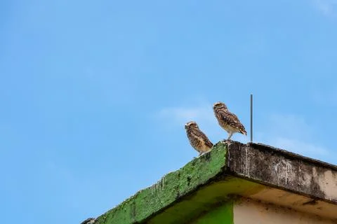 Two owls standing on a worn-out building base Stock Photos