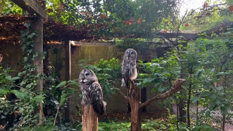 Two Owls On A Tree In The Zoo Stock Footage 204850327