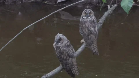 Two owls in wild sit on tree branch above river. Stock Footage 280175425