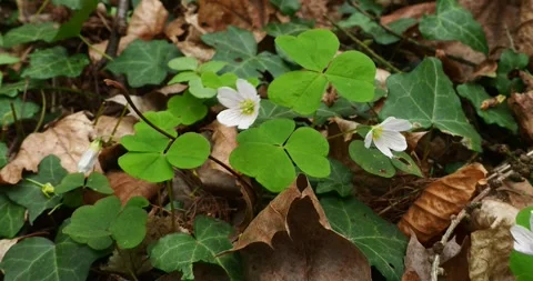 Two Oxalis Flowers Swaying on Forest Floor in Szczecin Poland Stock Footage 333539091