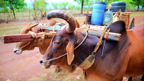 Two oxen are drawing an old wooden cart by dirt path Stock Footage 297239245