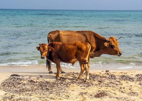 Two Oxen on the Beach Stock Photos