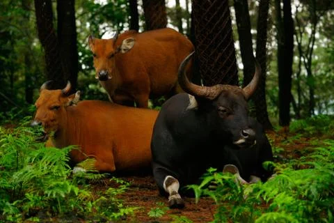 Two oxen laying down on the ground one is standing underneath the trees. Stock Photos