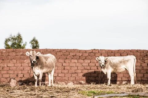 Two oxen looking camera tied next to a mud brick wall in a latin america farm Stock Photos
