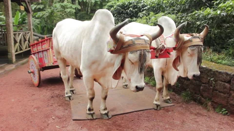 Two oxen strapped to cart Stock Footage 60952049