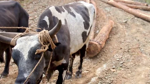 Two oxen working with wood Stock Footage 168482006
