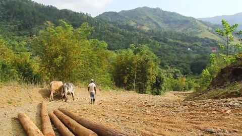 Two Oxen working with wood Stock Footage 170554521