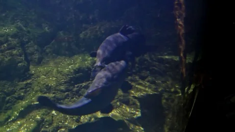 Two oxidoras niger catfish fighting in an aquarium Vidéo 79319103