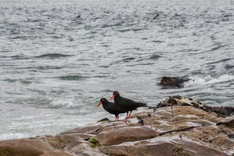 Two oyster catchers standing on a rock. Stock Photos