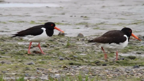 Two oystercatcher Stock Footage 94588712