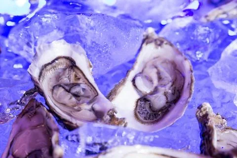 Two oysters on ice Stock Photos