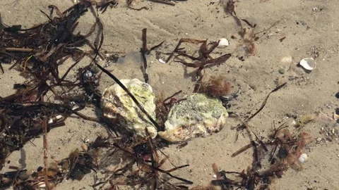 Two oysters on a shallow sandy beach in small waves at the danish island Romo Video stock 213202944