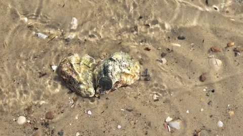 Two oysters on a shallow sandy beach in small waves Video stock 213202980