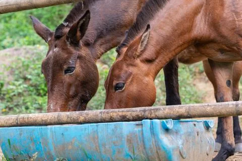 Two pack mules eating from trough on rural Colombian farm used for agricult.. Foto stock