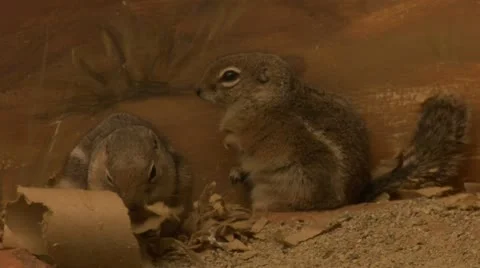 Two pack rats Stock Footage 21525949