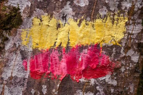 Two paint lines on tree Stock Photos