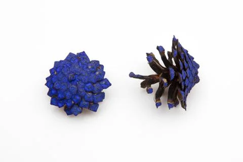 Two painted in blue cone pine isolated on white Stock Photos