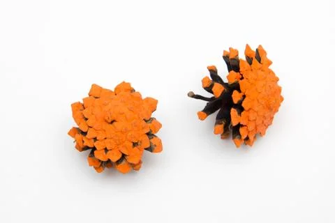 Two painted in orange cone pine isolated on white Stock Photos