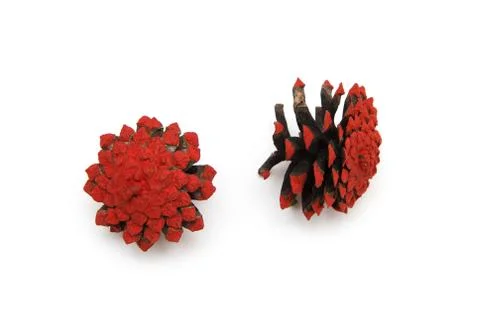 Two painted in red cone pine isolated on white Stock Photos