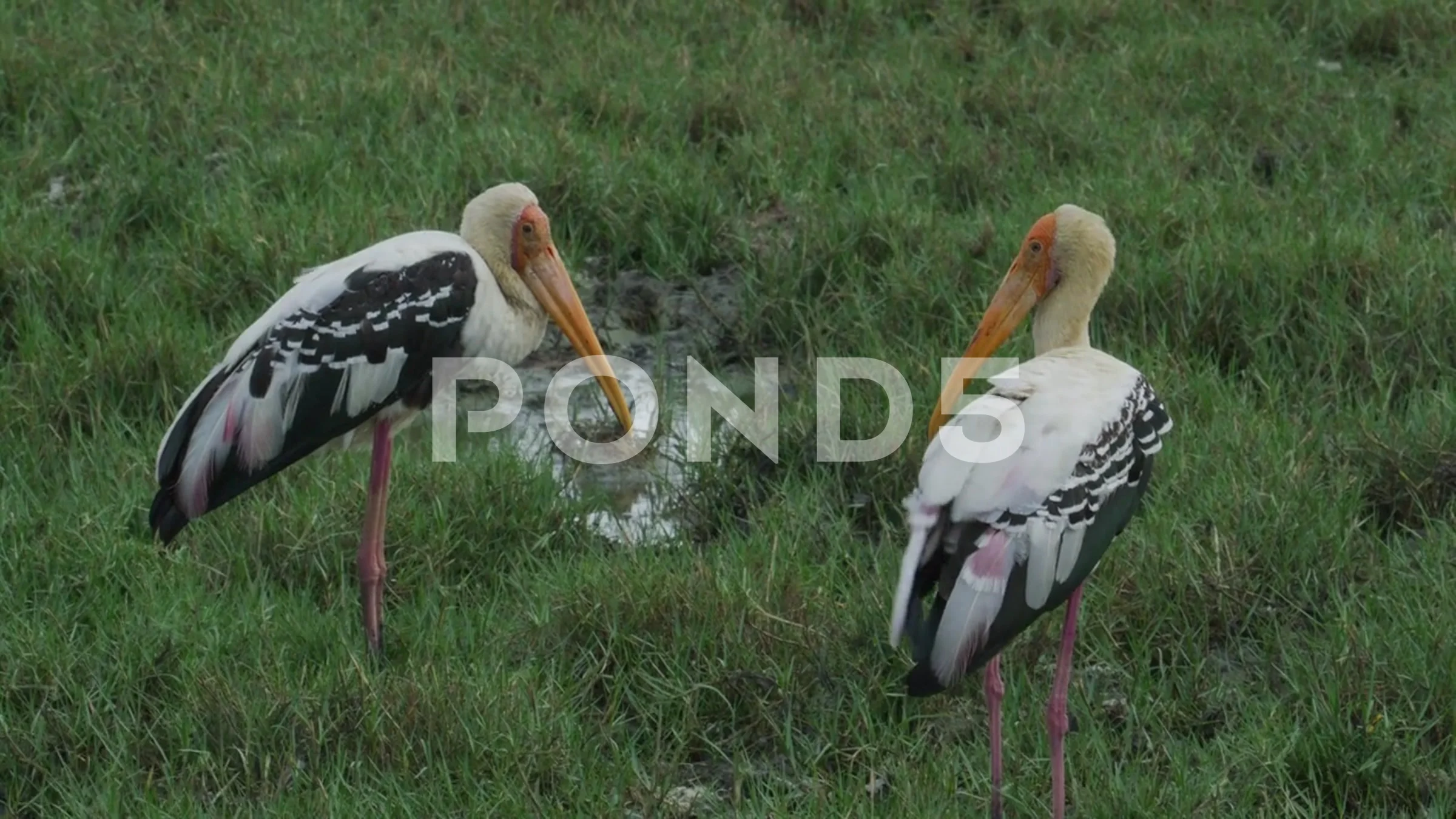 Storke Wetland