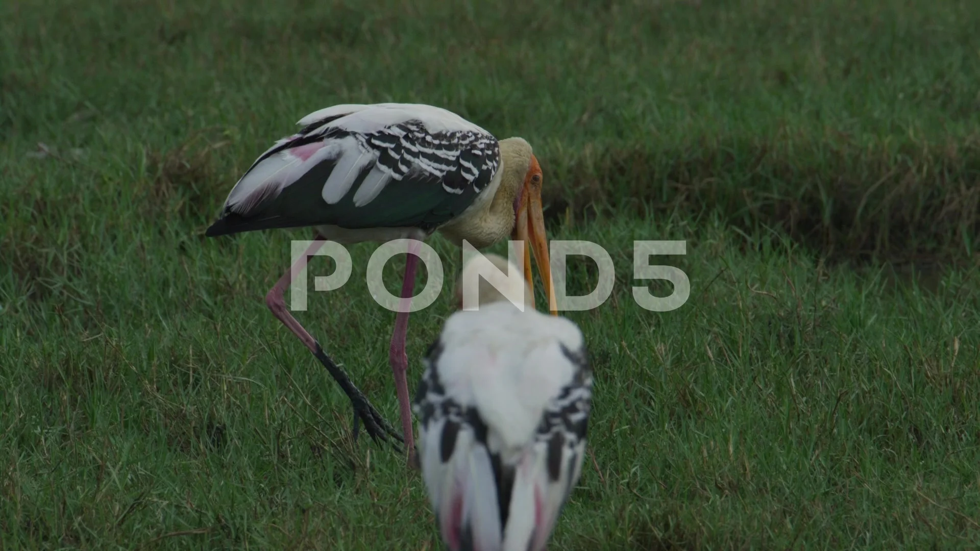 Storke Wetland