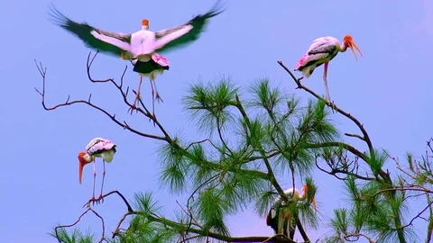 Two painted storks fighting for free tree branch. Watching the birds behavior Stock-Footage 75770379