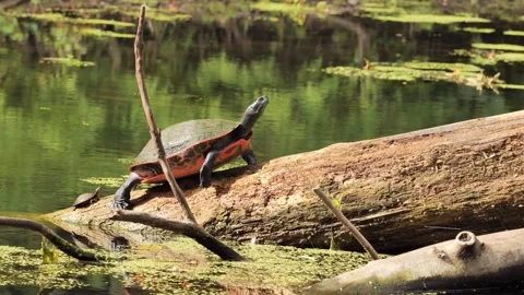 Two painted turtles are resting. Stock Footage 337356429