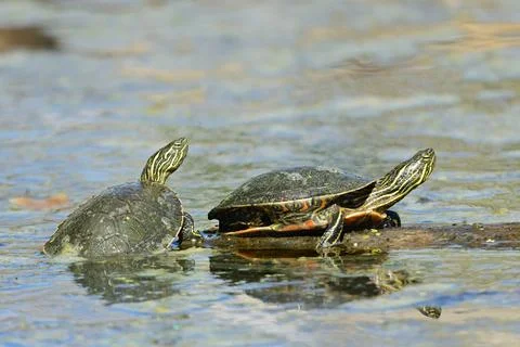 Two painted turtles share a log. Stock Photos
