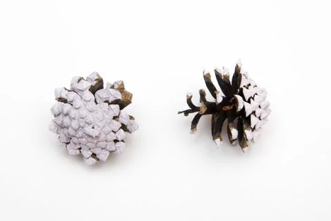Two painted in white cone pine isolated on white Stock Photos