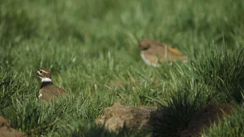 Two pair of killdeer birds nesting walking across on green grass field Vídeos de archivo 124235549