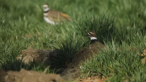 Two pair of killdeer birds nesting and watching on green grass field Vidéo 124235550
