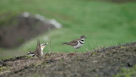 Two pair of killdeer birds nesting mating and watching on green grass field Stock Footage 124235808
