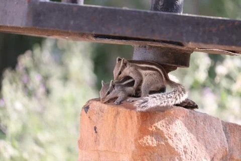 Two pair love squirrel on red stone with romantic mod in squirrel Stock Photos