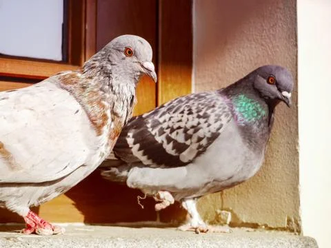 Two pair pigeons sitting on the windowsill Stock Photos