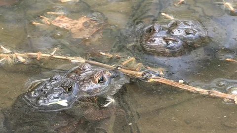 Two pair of toads mating in shallow pool Stock Footage 114582460