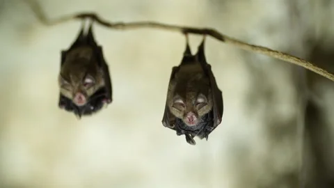 Two pairs of Bats hanging from a tree root Stock Footage 148282623