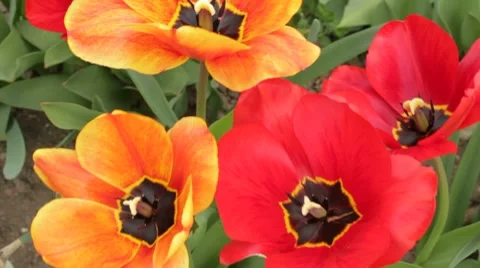 Two pairs of colorful opened tulips in the garden Stock-Footage 7740831