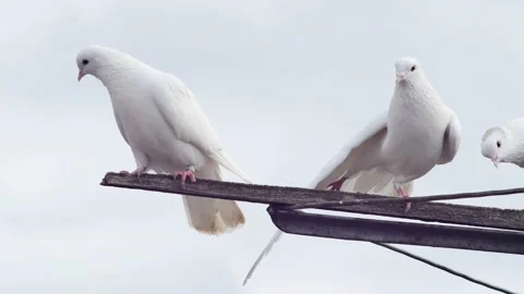 Two pairs of doves against the sky Vídeos de archivo 234207677