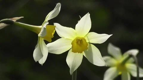 Two Pale Yellow Daffodils in Soft Focus, One Slightly Out of Focus Stock Footage 302300196