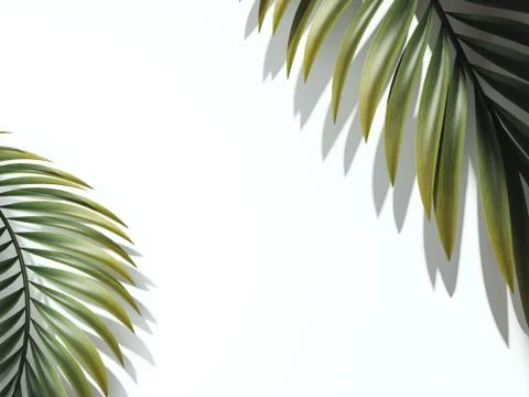 Two palm branches. 3d rendering Stock Illustration