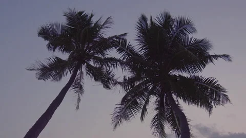 Two palm coconuts on dark sky background Stock Footage 140582328