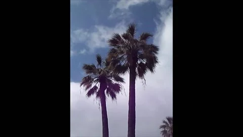 Two Palm Stock Footage 132671988