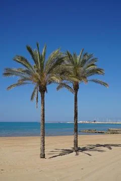 Two palm on a shadow on a deserted beach Stock Photos