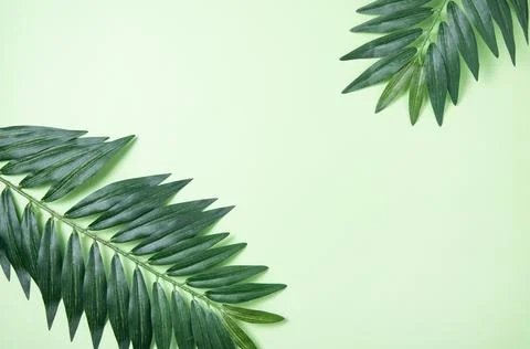 Two palm tree leaf  on green background.  Summer pattern. Top view Foto stock