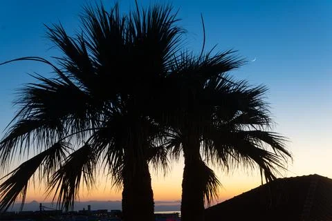 Two palm tree silhouettes against twilight sky with crescent moon Fotos Stock