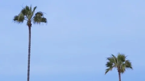 Two Palm Trees Against Blue Sky Stock Footage 91115995