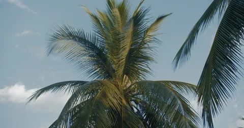 Two palm trees against blue sky with clouds 動画素材 128448529