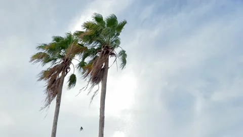 Two palm trees against blue sky with cloud. Bird flying near two palm trees. 4K Stock Footage 186824572