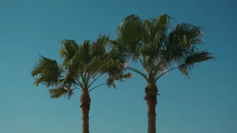 Two palm trees against the blue sky Stock Footage 287592382