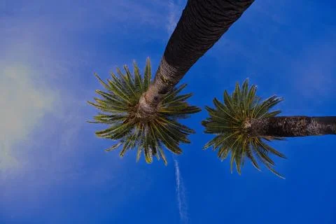 Two palm trees against the blue sky. Stock Photos